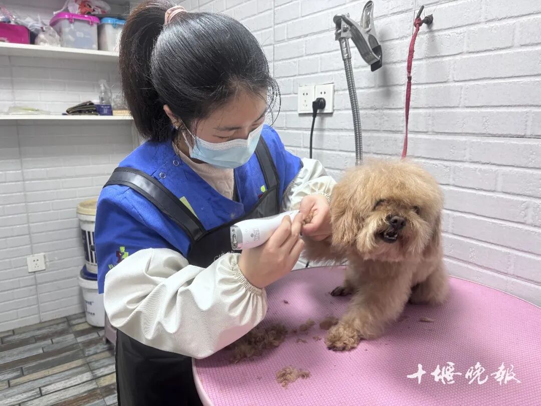 激增 十堰多家店铺：2月1日开始涨价AG真人娱乐订单猛增！宠物消费需求(图3)