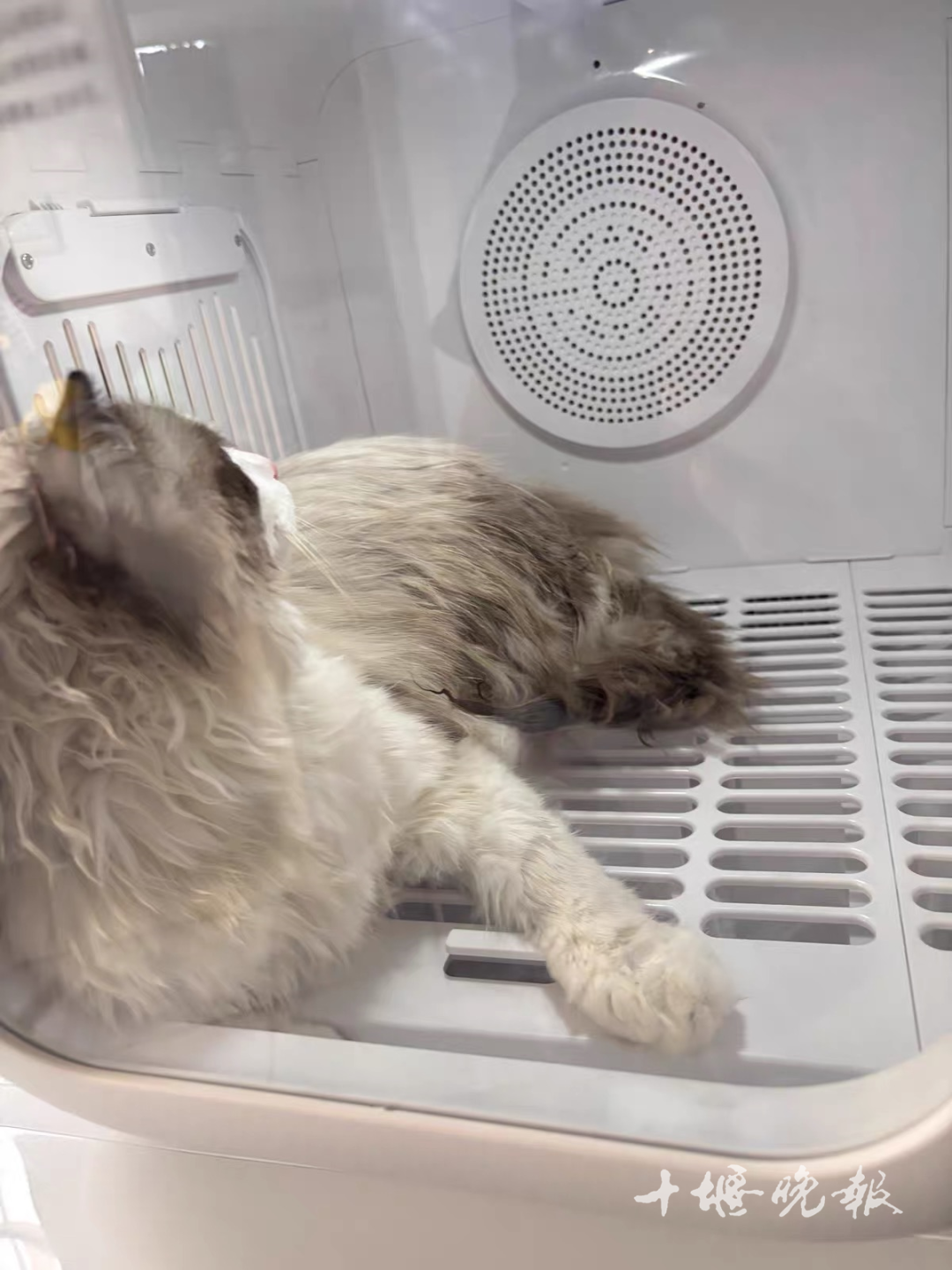 激增 十堰多家店铺：2月1日开始涨价AG真人娱乐订单猛增！宠物消费需求(图2)