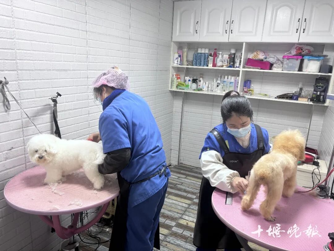 激增 十堰多家店铺：2月1日开始涨价AG真人娱乐订单猛增！宠物消费需求(图4)